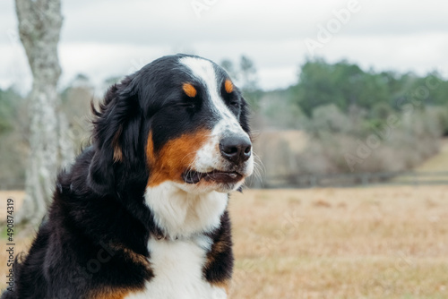 Close up funny portrait of Bernese mountain dog. Beautiful expression of the dog against the backdrop of cloudy nature.