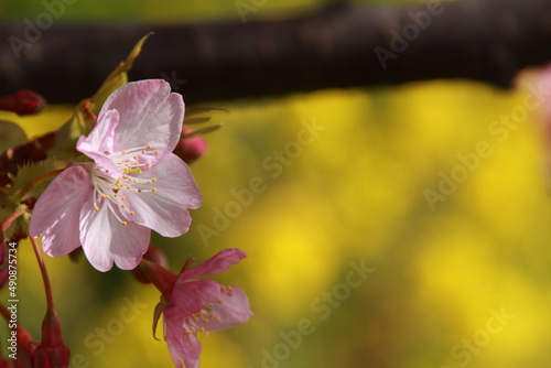 満開の菜の花と桜の花