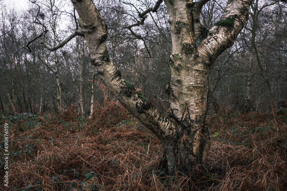 Fototapeta premium trees in the forest