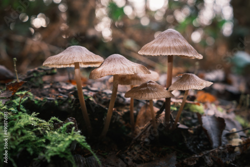 mushroom in the forest