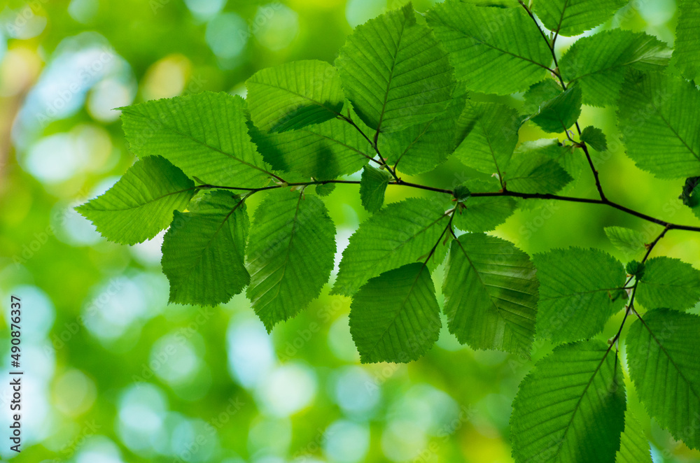green leaves on the green backgrounds green leaves on the green backgrounds