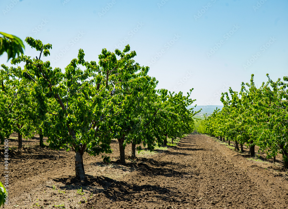 Agriculture. rows of cherry trees grow. cherry orchard