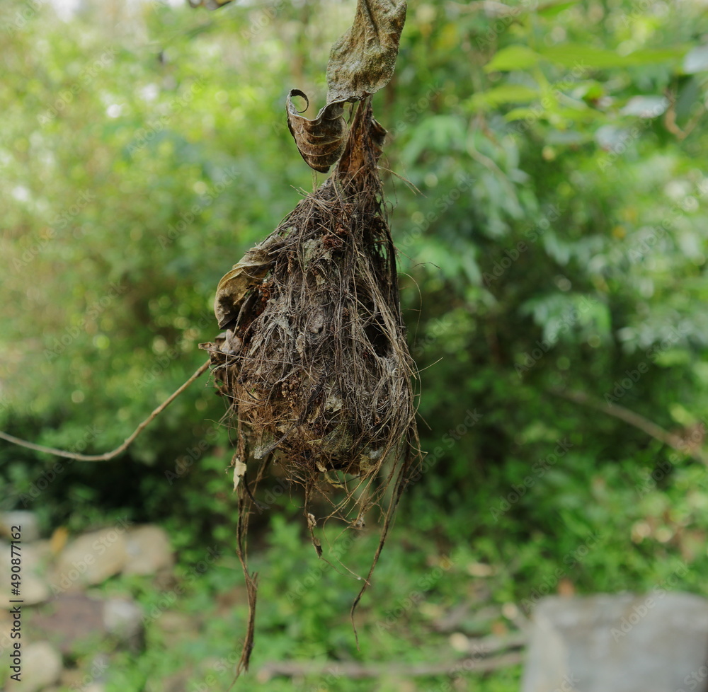 Close up of an old long billed Sunbird nest hanging on a stem