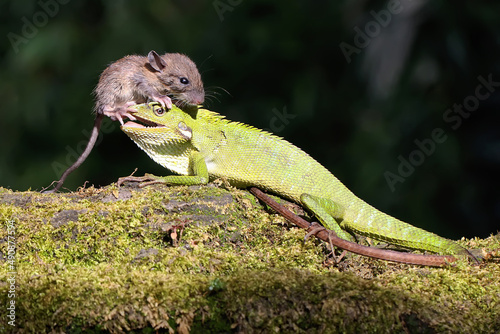 A green crested lizard showed a threatening attitude when a rat entered its territory. This reptile has the scientific name Bronchocela jubata. 