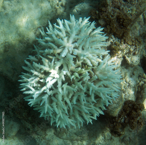 View of severe coral bleaching