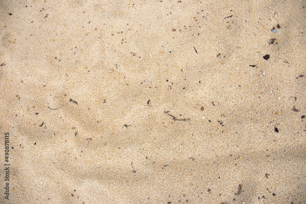 Fragments of twigs and leaves on the sand. Fragments of twigs and leaves on the sand.