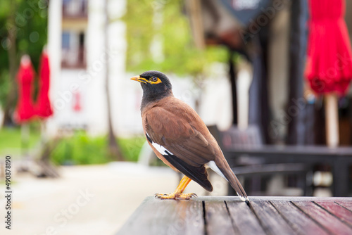 A common myna or Indian myna (Acridotheres tristis) standing on a wooden table in the garden. photo