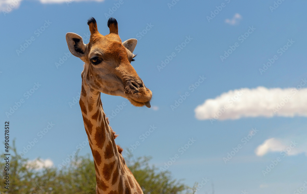 Naklejka premium Wild animal. Close up of large common Namibian giraffe on the summer blue sky.