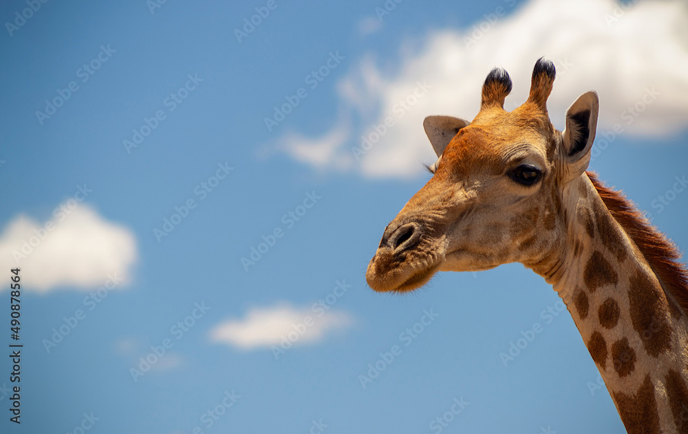 Wild animal. Close up of large common Namibian giraffe on the summer blue sky. Wild animal. Close up of large common Namibian giraffe on the summer blue sky.
