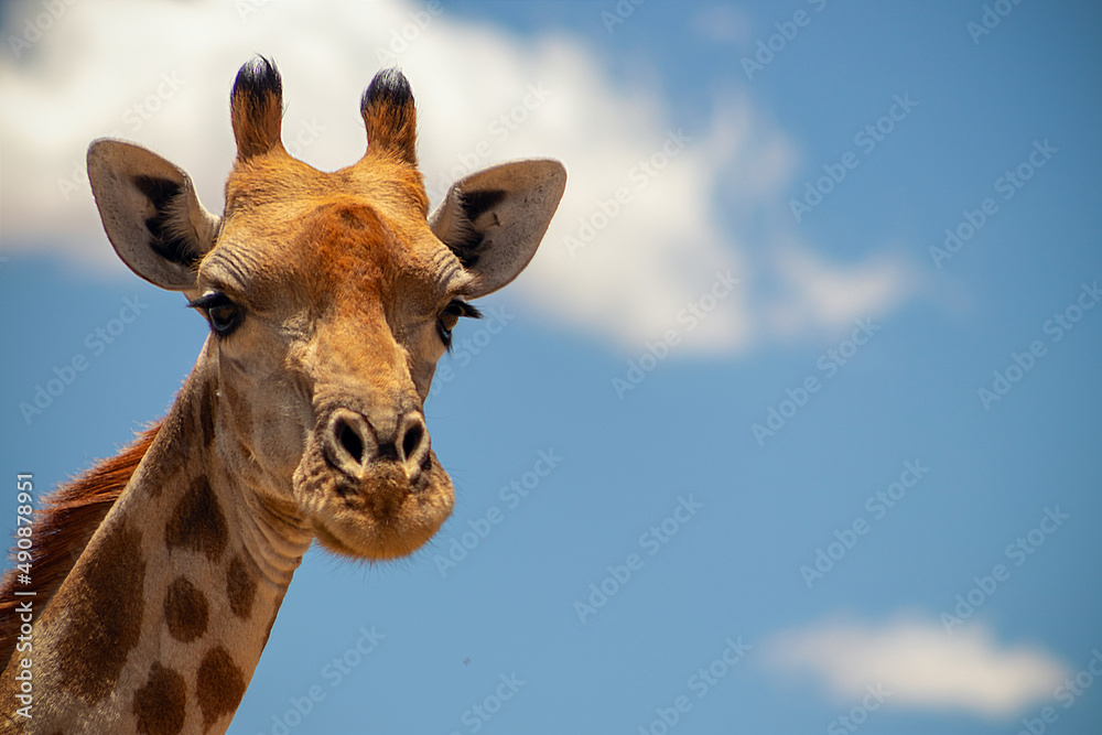 Naklejka premium Wild animal. Close up of large common Namibian giraffe on the summer blue sky.