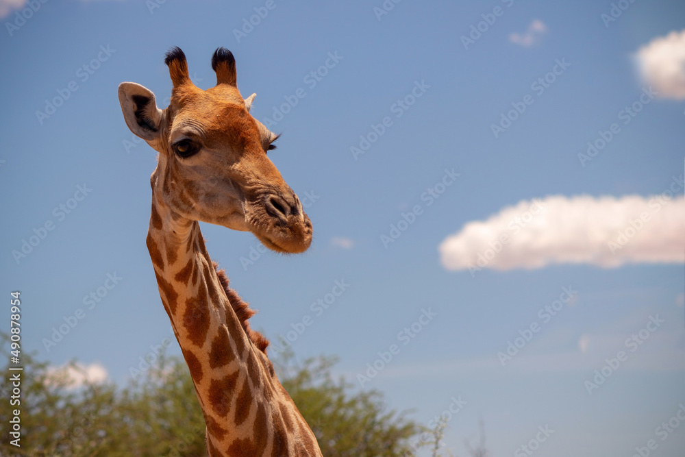 Wild animal. Close up of large common Namibian giraffe on the summer blue sky. Wild animal. Close up of large common Namibian giraffe on the summer blue sky.