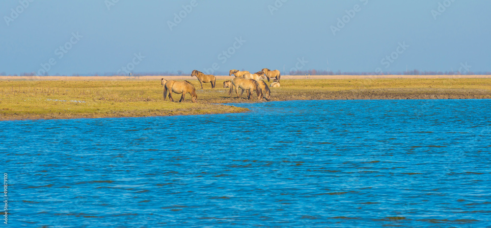 Obraz premium Herd of horses in a green field in wetland along the edge of a lake under a blue sky in bright sunlight in winter, Almere, Flevoland, The Netherlands, March 3, 2022