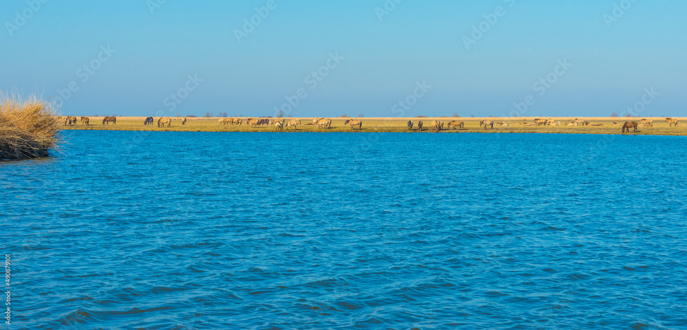 Herd of horses in a green field in wetland along the edge of a lake under a blue sky in bright sunlight in winter, Almere, Flevoland, The Netherlands, March 3, 2022