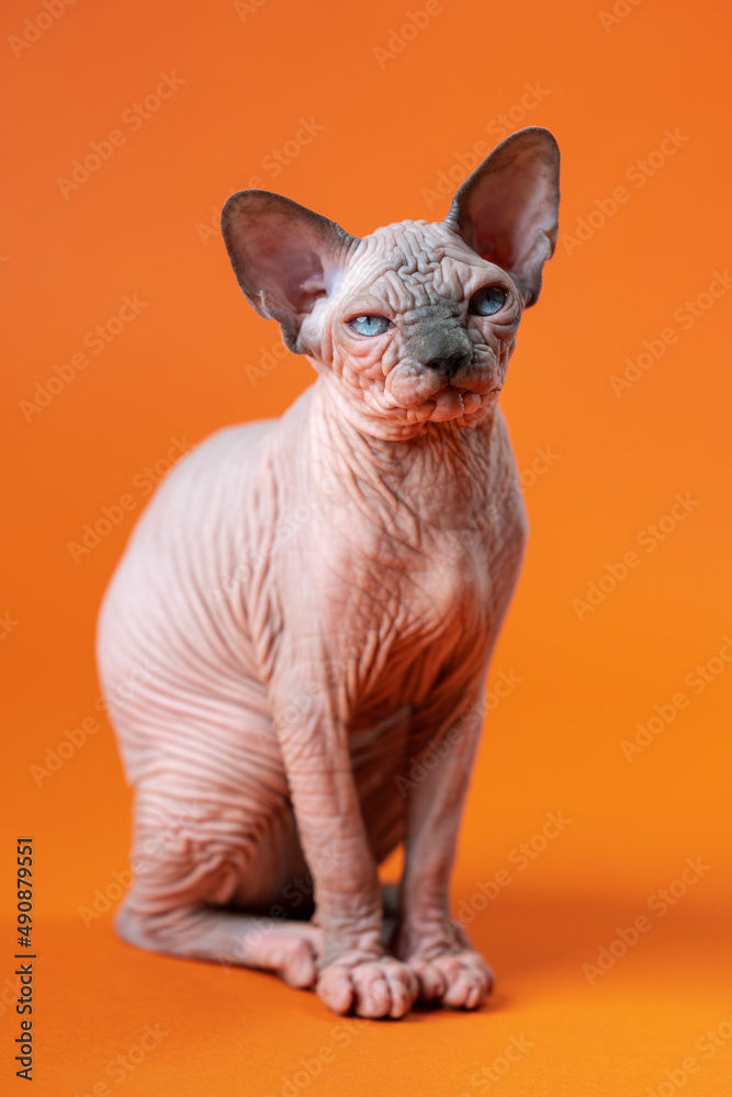 Portrait of Canadian Sphynx Cat of blue mink and white color sitting on orange background and looking at camera. Beautiful hairless female cat four months old. Front view. Studio shot.