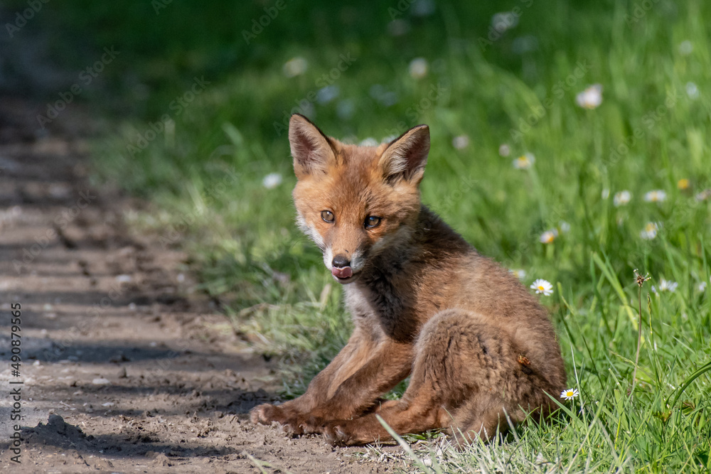 Fox Cub Fox Cub