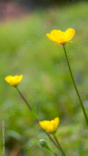 Flores silvestres amarillas en prado verde