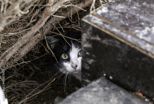 Fotografía Street abandoned cats