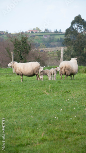 Ovejas y corderos en prado de hierba verde en zona de granjas