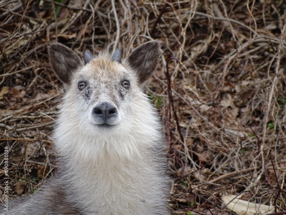Naklejka premium ニホンカモシカ