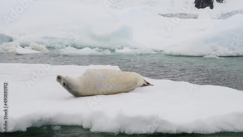 Crabeater seals on ice flow, Antarctica photo