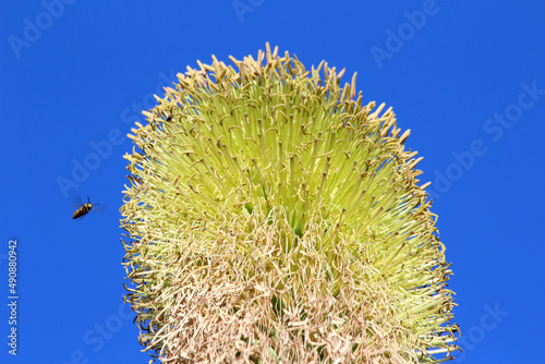 agave titanota photo