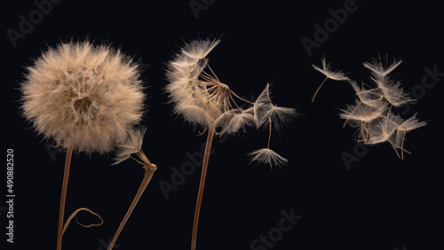 dandelion seeds fly from a flower on a dark background. botany and bloom growth propagation