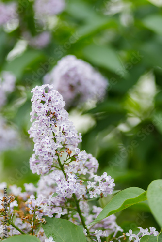 Spring flowering lilac. Blooming purple lilac flowers. Natural spring background