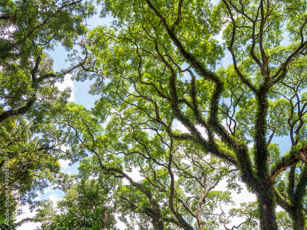 Fototapeta premium branch of big tree