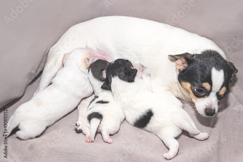 Fototapeta Naklejka Na Ścianę i Meble -  A white chihuahua bitch with spots is feeding her puppies.