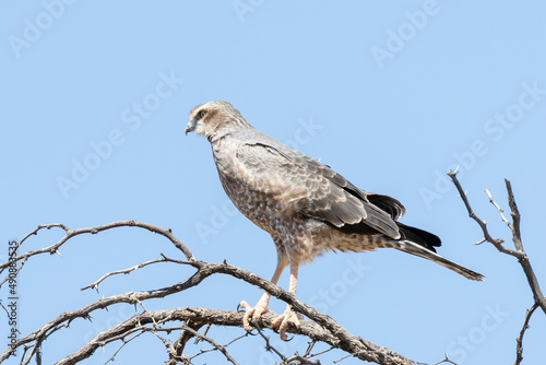 One juvenile pale chanting goshawk sitting on a branch with a clear blue sky background