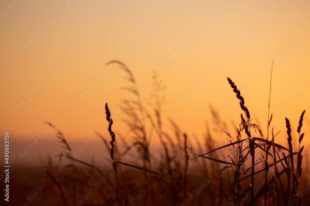 Grashalme in der Abendsonne
Grashalme in der Abendsonne