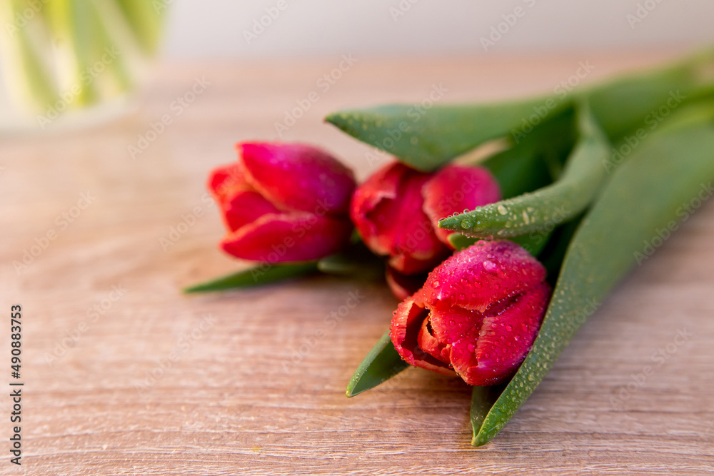 Obraz premium Close-up of pink tulips on a dark blue background for a banner, studio photo