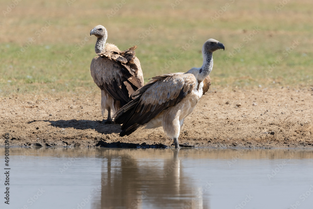 Fototapeta premium Two cape vultures at a waterhole with their reflection in the water