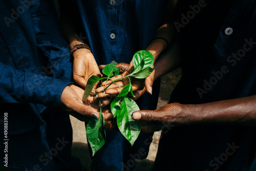african hands of eco fashion designers holding indigo plant 