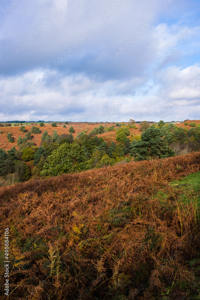 landscape in the hills