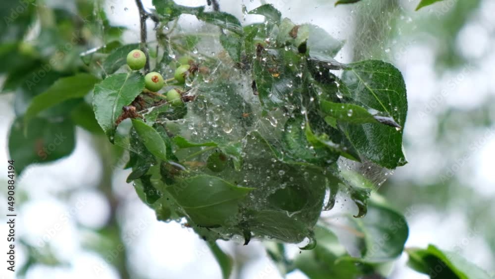 Pests on the apple tree. cobwebs and caterpillars on branches and leaves Pests on the apple tree. cobwebs and caterpillars on branches and leaves