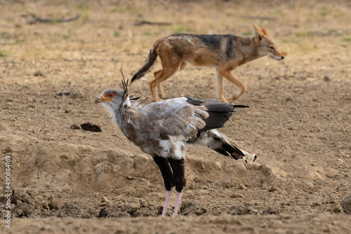 One secretarybird at a waterhole with a jackal walking in the background