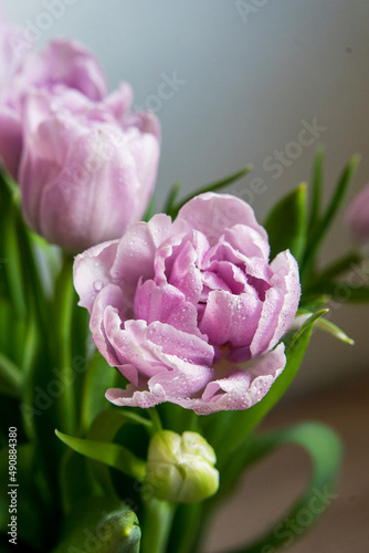 Close-up of pink tulips on a dark blue background for a banner  studio photo