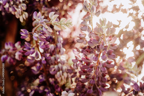 Flower Bush Growing and Blossom Aromatic Buds