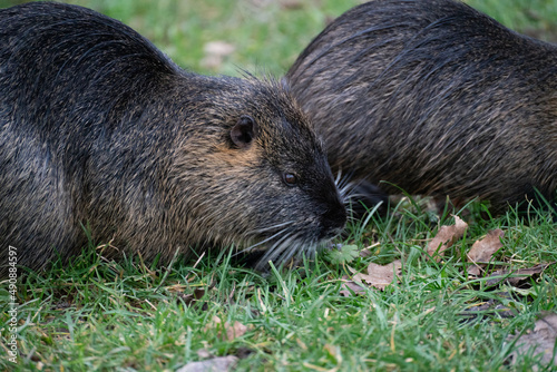 Wallpaper Mural Nutrias auf Futtersuche
 Torontodigital.ca