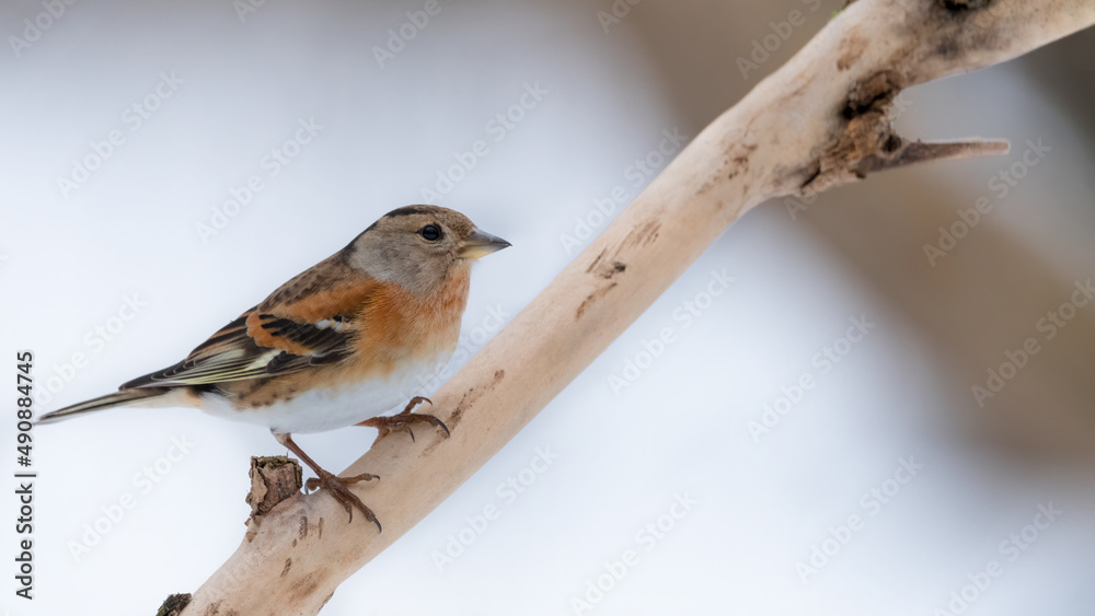 bird, robin, natur, spatz, wild lebende tiere, ast, tier, wild, baum, feather, gering bird, robin, natur, spatz, wild lebende tiere, ast, tier, wild, baum, feather, gering