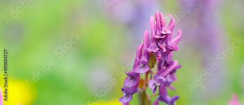 Purple corydalis flower on a blurred background. Corydalis solida in the wild field. Copy space