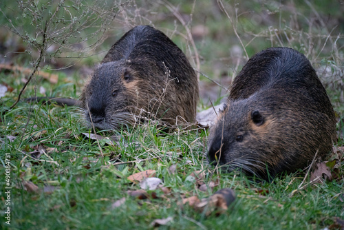 Wallpaper Mural Nutrias auf Futtersuche
 Torontodigital.ca