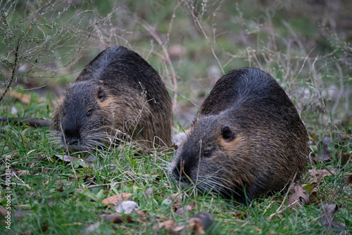 Wallpaper Mural Nutrias auf Futtersuche
 Torontodigital.ca