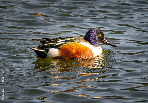 Wallpaper Mural Schnabelente Torontodigital.ca