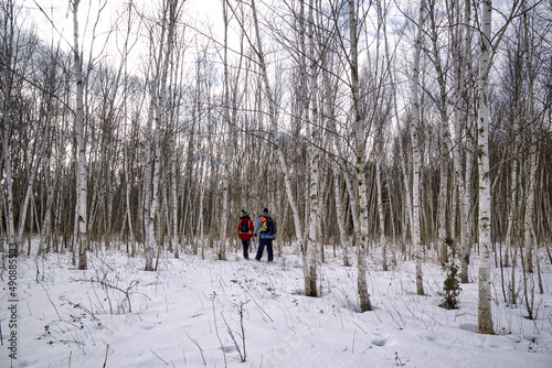 Winter landscape of walking in the birch tree forest in the park