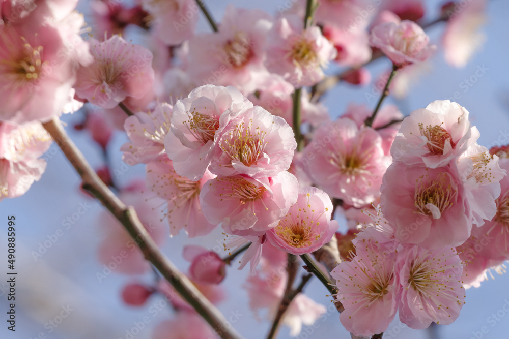 青空の下梅が咲き誇る東京港区南青山2丁目の青山霊園での風景