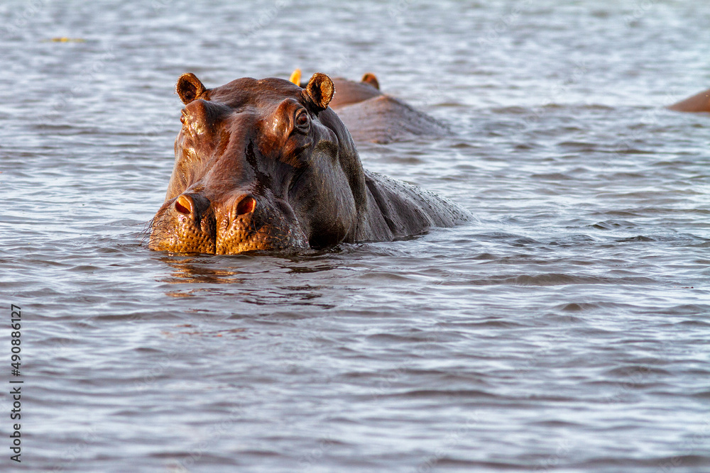 Fototapeta premium Flußpferd