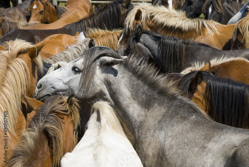 Closeup of the herd of wild horses gathered for Rapa das Bestas. Galicia, Spain. photo