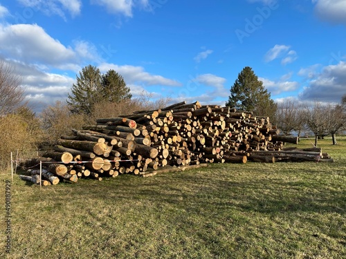Aufgestapeltes Holz liegt auf einer Streuobstwiese in Esslingen